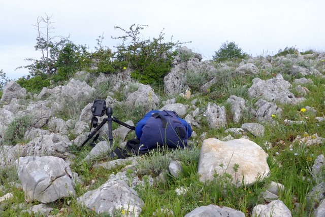 Ophrys crabronifera & Ophrys holosericea sp. � Monti Lucretili  (Roma).